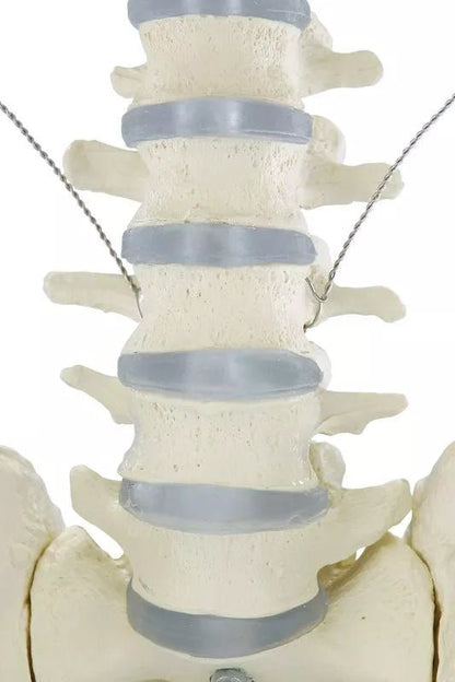 Erler - ZimmerSkelett „Willi“DocMed GmbH