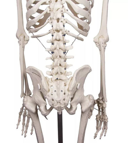 Erler - ZimmerSkelett „Willi“DocMed GmbH