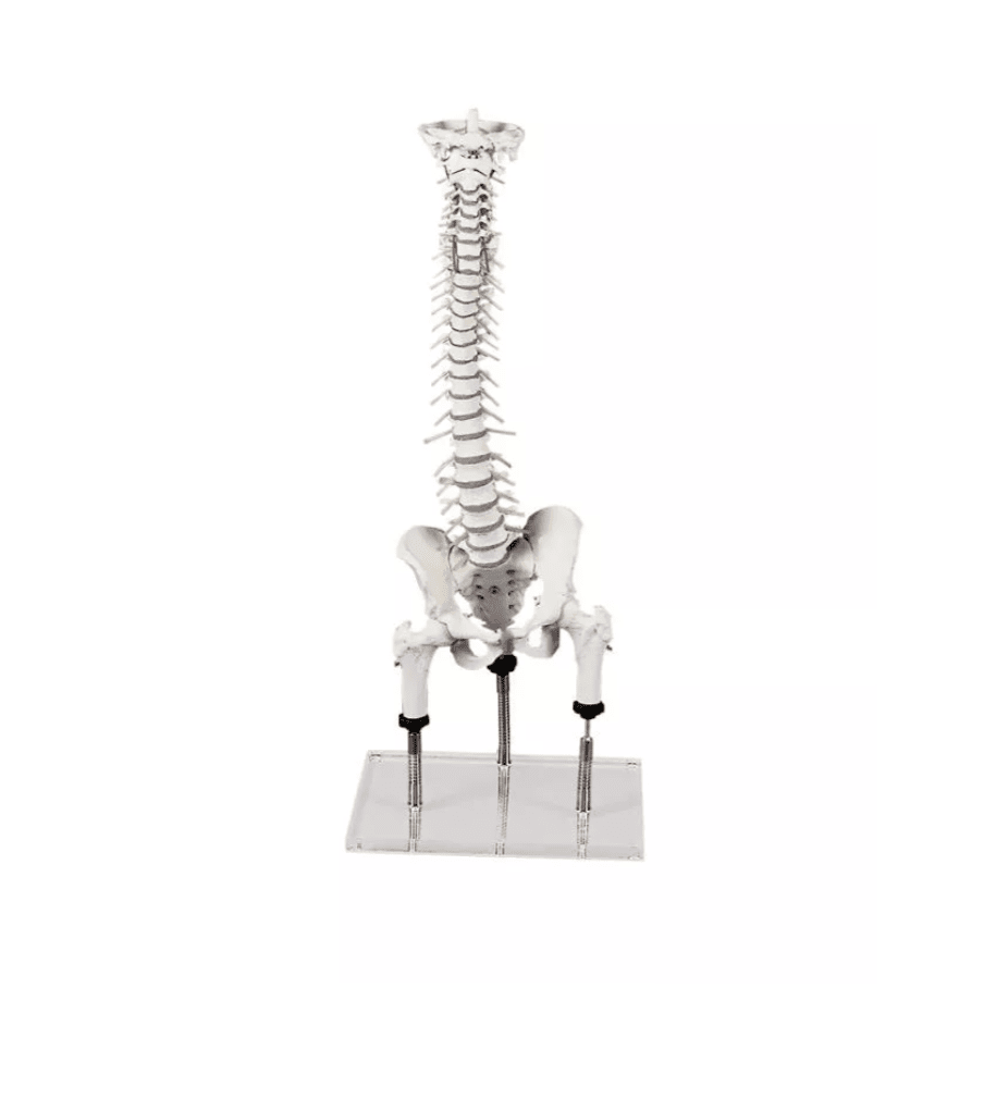 Erler - ZimmerWirbelsäule zur Demonstration von FehlstellungenDocMed GmbH